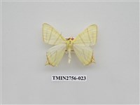 藏品(尺蛾325)的圖片